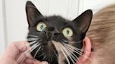 Cat with two noses deemed ‘one-of-a-kind’ by adoption centre