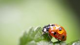 Estos son los lunares que debe tener una mariquita para acabar con los insectos de tu jardín