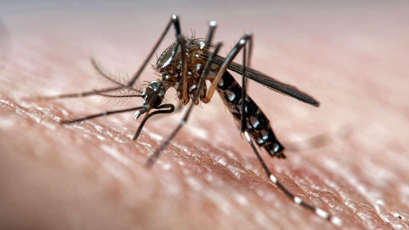 Chikungunya Vaccine Backed by European Medicines Agency