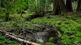 Scientists Are Rushing to Find America’s Secret Wetlands