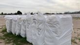Productores de algodón en San Pedro se preparan para asegurar el precio de sus cosechas