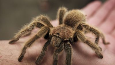 New red-bellied tarantula has been discovered in Arizona. Here's what we know