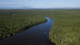 Rio de Janeiro bay reforestation shows mangroves' power to mitigate climate disasters