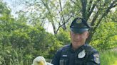 What poisoned an American bald eagle in Bucks County?