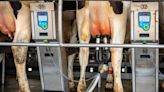 Fragments of bird flu virus genome found in pasteurized milk, FDA says