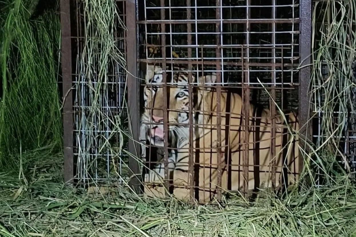 Escaped tiger that had Texas communities on edge finally caught