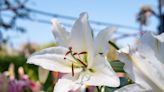 How to Grow and Care for Easter Lily