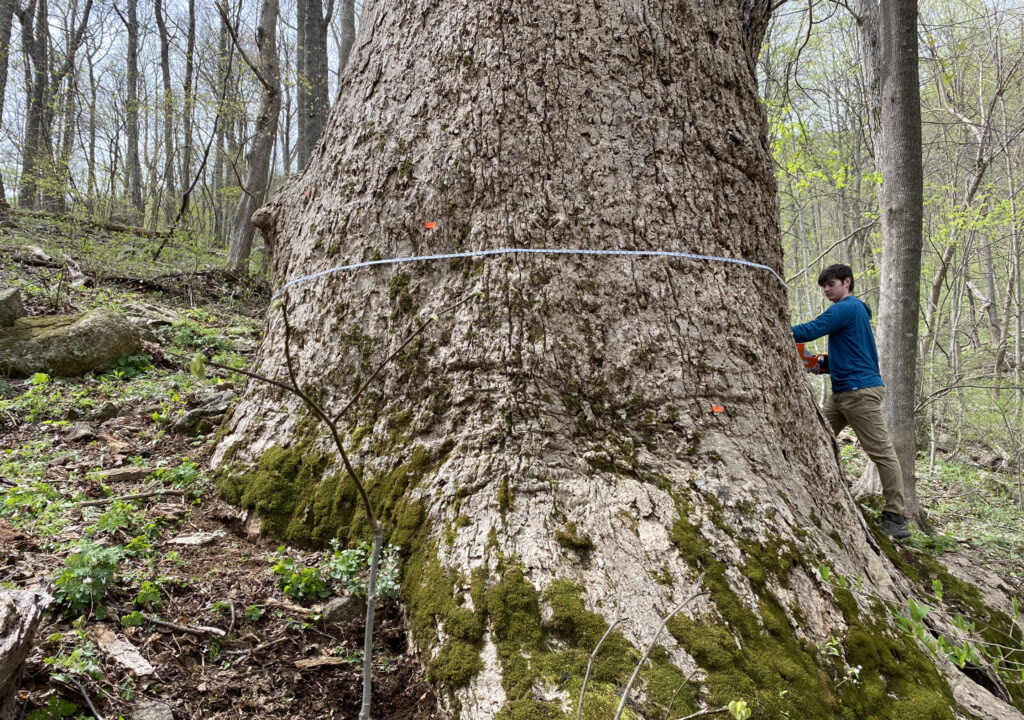 Documenting and preserving Virginia’s largest, most revered trees