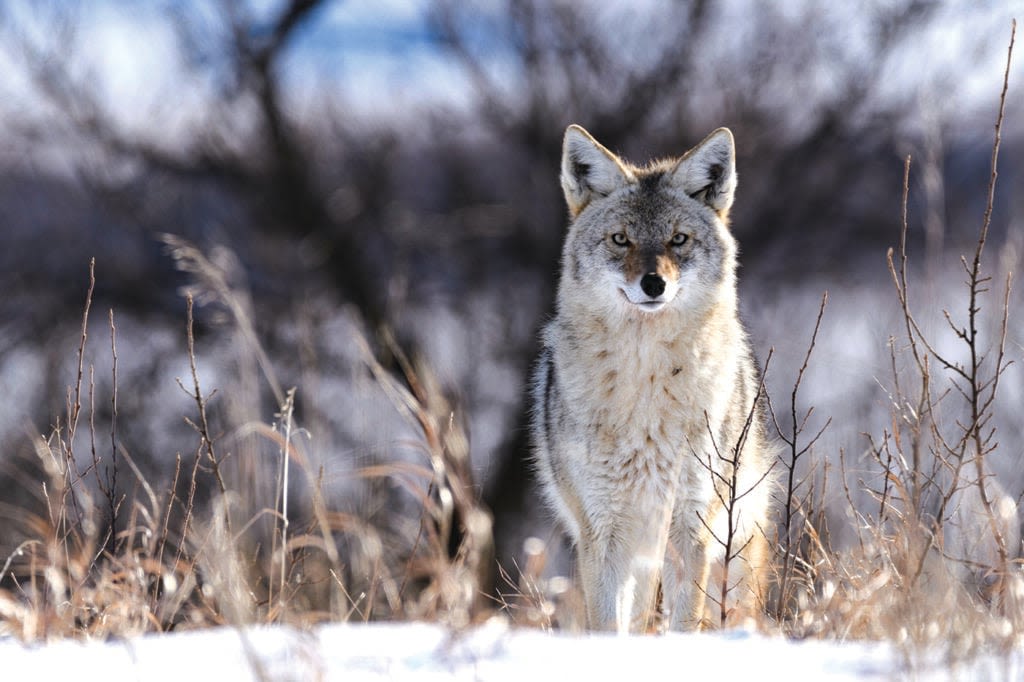 Illinois bill banning coyote hunt contests described as ‘tale of two regions’ - Outdoor News