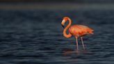 Peaches the flamingo rescued, released after being blown to Tampa area by Hurricane Idalia