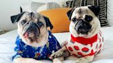 Doug the Pug Is Already In Love and 'Pug Piling' with His New Rescue Dog Sister Dory (Exclusive)