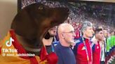 ¡Pasión 'perruna' por la roja! Así vive los partidos la mascota más viral de la Euro