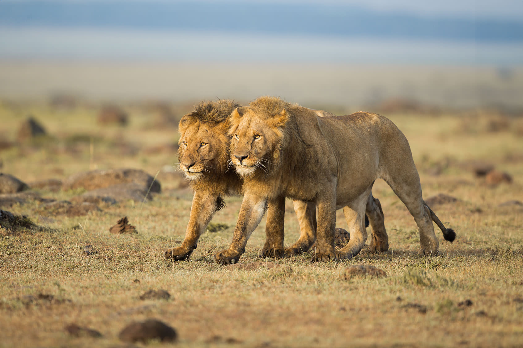 Exploring the profound beauty of wildlife on a "Queer Planet"