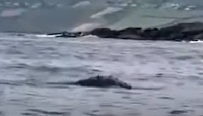 Watch: North Atlantic right whale seen off Ireland for first time in 114 years