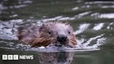 Ealing beavers: Dams, canals - and perhaps babies
