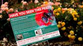 Eastern WA quarantine grows for destructive beetles. What it means for your roses and lawn