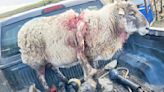 Feroz ataque a ovinos de jauría dirigida por can con dueño identificado Diez carneros finos de reproducción mataron sebados perros “asilvestrados”.
