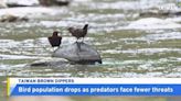 Taiwan's Brown Dippers Face More Predator Attacks With Changing Climate - TaiwanPlus News