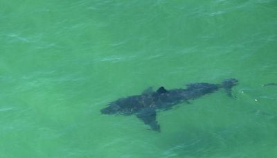 Shark warning as people told to stay close to emergency responders