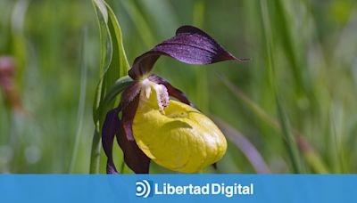 Roban en Ordesa tres orquídeas valoradas en 48.000 euros