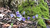 Rainy days signal the smells, sounds, sights of spring