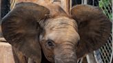 Fitz, a Louisville Zoo elephant, dies after EEHV virus diagnosis
