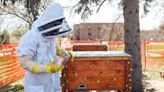 Bee apiaries may soon be allowed on school campuses in Sioux Falls