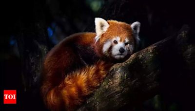 Explore the world’s endangered species | World News - Times of India