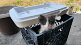 10 kittens rescued from Hillsborough County house fire