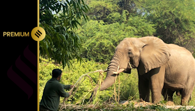 Shankar, the lonely elephant: Will his new companions ease his stress?