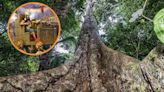 Shihuahuacos, los árboles de la selva peruana que crecieron antes del surgimiento del Imperio Inca: ejemplares corren el riesgo de ser talados