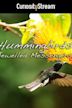 Hummingbirds: Jewelled Messengers