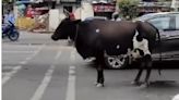 Viral video: Cow waits for traffic signals to go green, Pune Police shares message on Instagram; netizens react | Today News