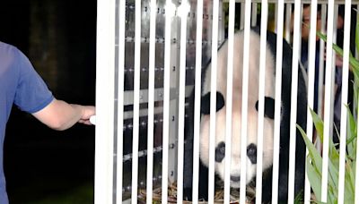 Hong Kong Welcomes Giant Panda Pair Gifted by Beijing, Raising Hopes for Tourism