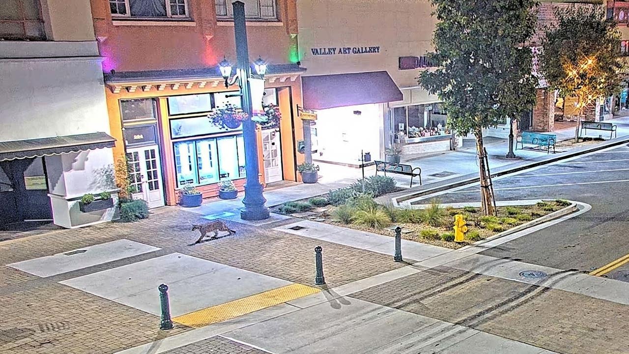 Mountain lion seen walking through downtown Salinas