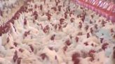 Should you be concerned about bird flu and the food supply?