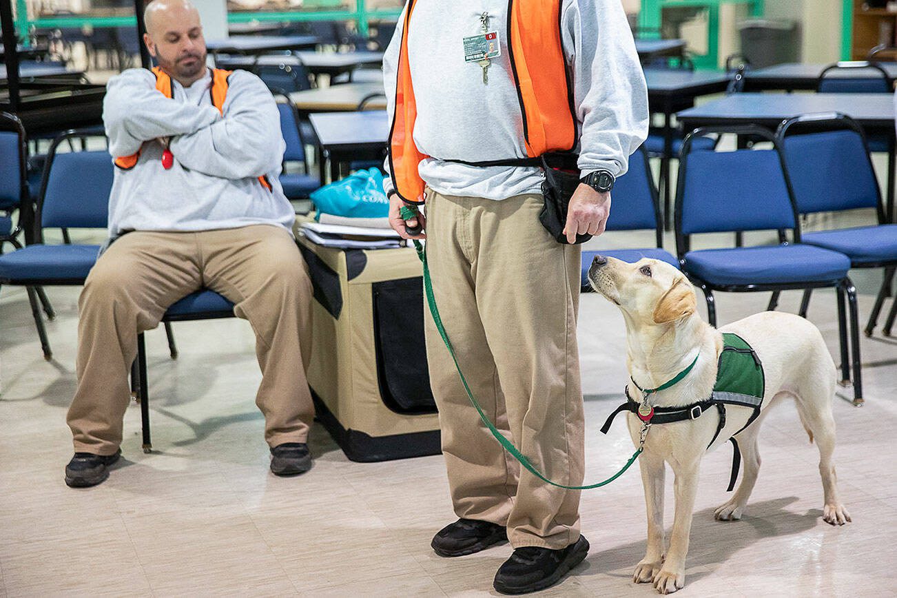 At Monroe prison, dog training reshapes lives of humans, canines alike | HeraldNet.com