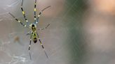 Joro spiders are on the move, experts say populations of the invasive species are growing