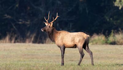 Authorities search for poachers after multiple elk shot and killed at national park: 'Park rangers … urge the public to help them in this effort'