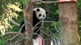 SF Zoo gears up for giant pandas as it plans for multi-million dollar facility