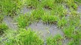 Gardeners urged to look for 'ugly' lawn disease - it leaves 'brown patches'