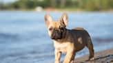 French Bulldog Puppy's Protest Over Sitting in the Back Seat Is a Viral Sensation