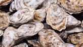 Biological Beacons: How Oyster Sanctuaries Are Guiding Ecological Restoration in Chesapeake Bay