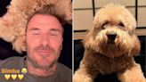 David Beckham Snuggles Up to His Dog Simba in Adorable Videos