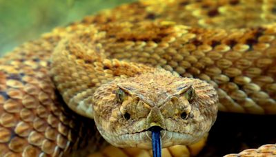 Video: Huge Colorado Snake Den Now Has Livessssstream