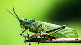 Zoológico de San Diego tendrá a los insectos más raros del mundo