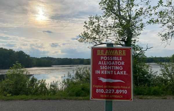 Authorities issue alert after possible alligator sighting in Kent Lake at Kensington Metropark