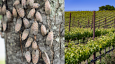 Invasive Spotted Lanternflies Posing 'Serious Threat' To The California Wine Industry