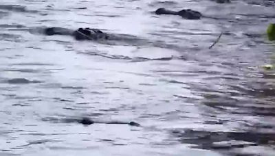 Incredible video shows alligator swarm at Georgia swamp as boaters pass through