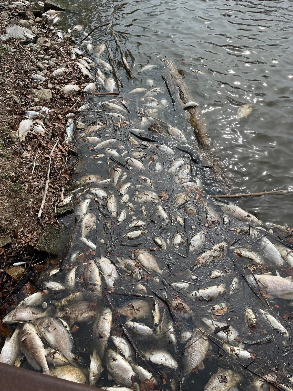 Large numbers of fish dying in Michigan's Lake Macatawa